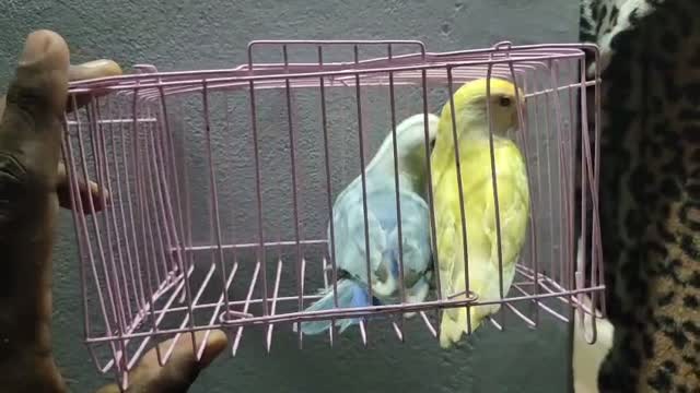 African Love Birds | Violet, farm video