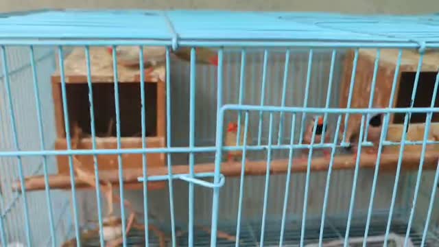 Bengal Kitten, farm video