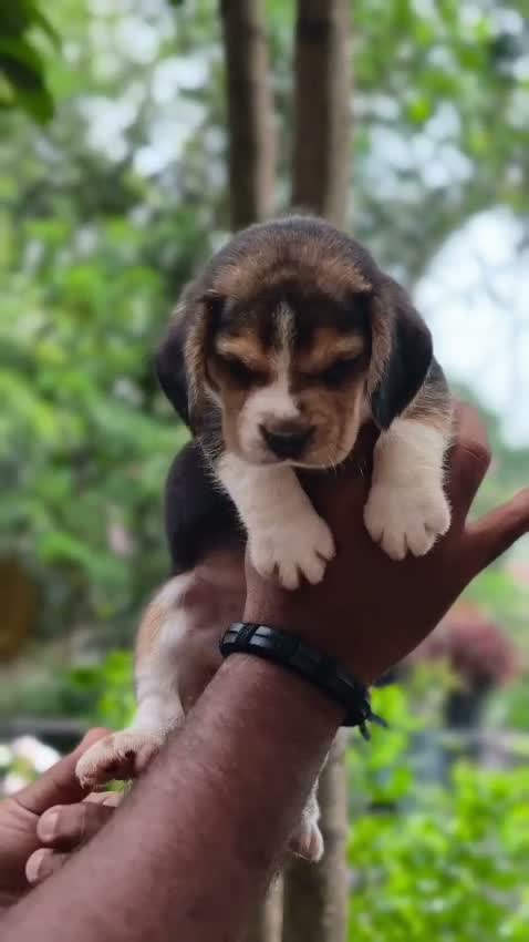 Beagle Black & Tan Puppy, farm video