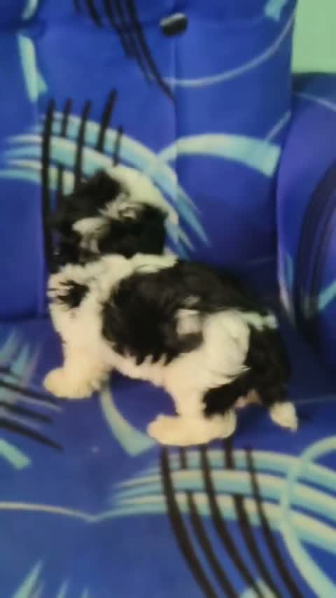 Shih Tzu | Black Color, farm video