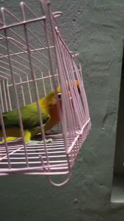 African Love Birds | Violet, farm video