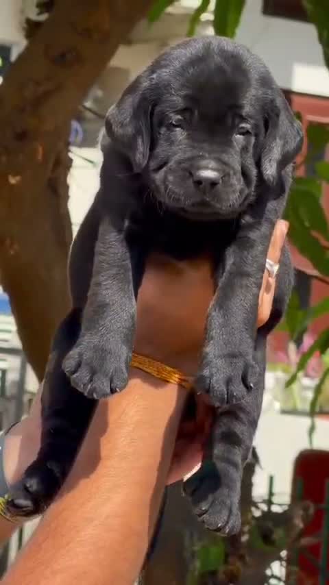 Dachshund Puppy | Brown, farm video