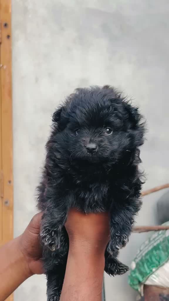 Dachshund Puppy | Brown, farm video