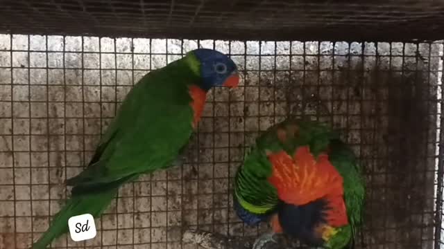 Chattering Lorikeet, farm video