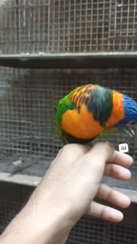 Chattering Lorikeet, farm video