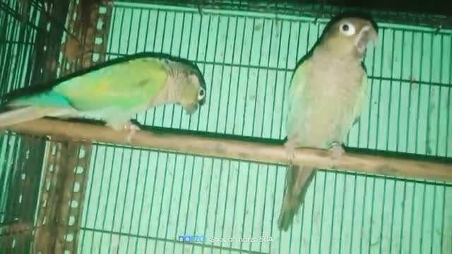 Small Cheek Conure, farm video