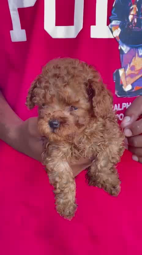 Standard Poodle Puppy | White, farm video