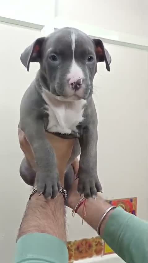Dachshund Puppy, farm video
