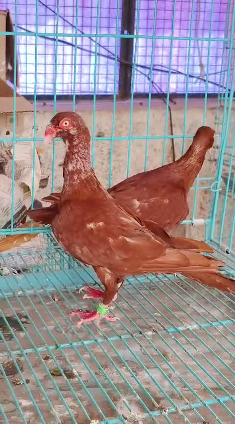 Jacobin Pigeon, farm video