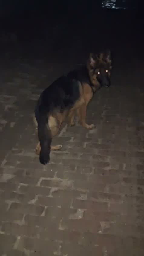 German Shepherd Puppy, farm video