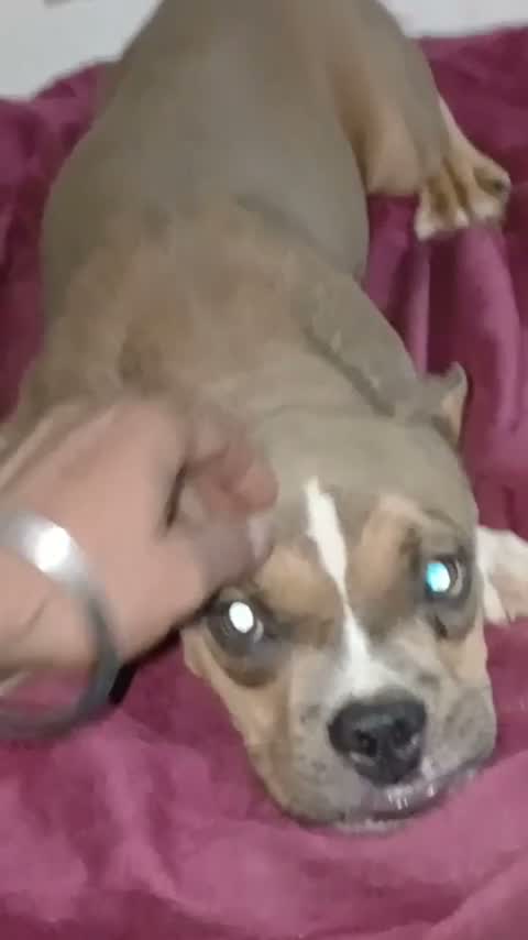 American Bully XXL Size Puppy, farm video