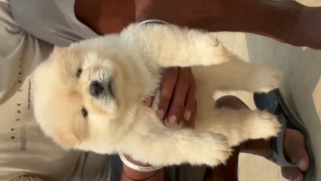 Chow Chow Puppies, farm video
