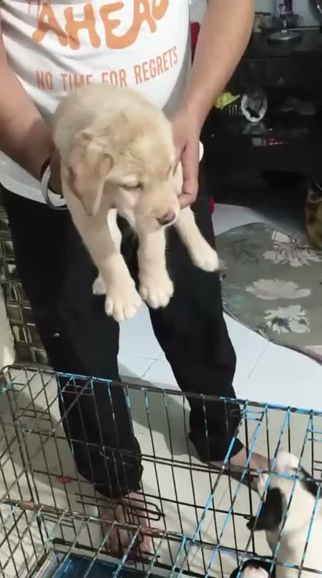 Beagle Black & Tan Puppy, farm video
