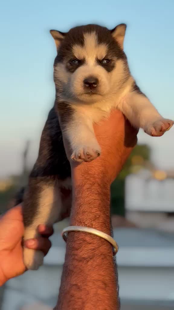 Siberian Husky Puppy | Black & White Color, farm video
