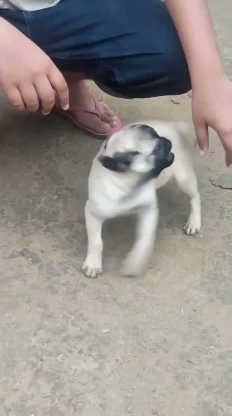 Pug Puppy, farm video