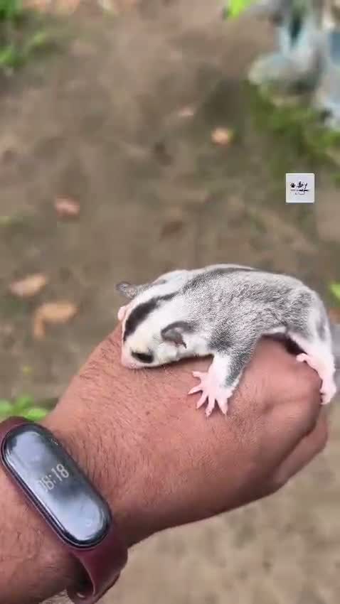 Sugar Glider | Grey, farm video