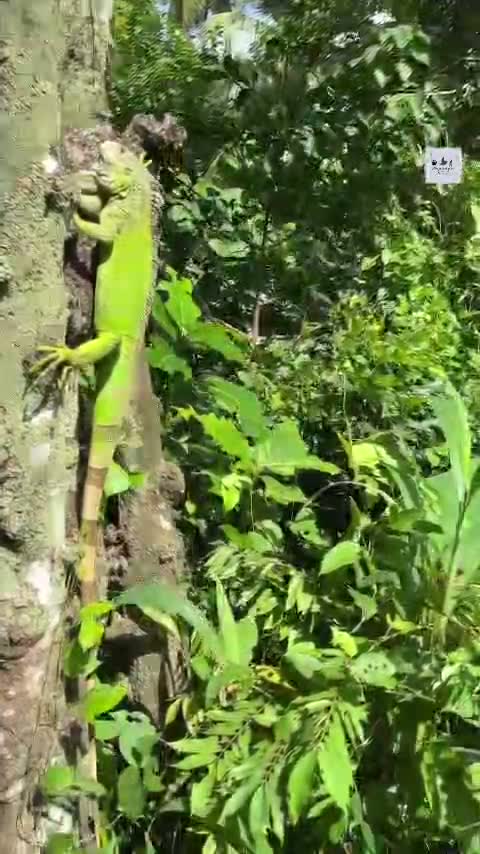 Iguana, farm video