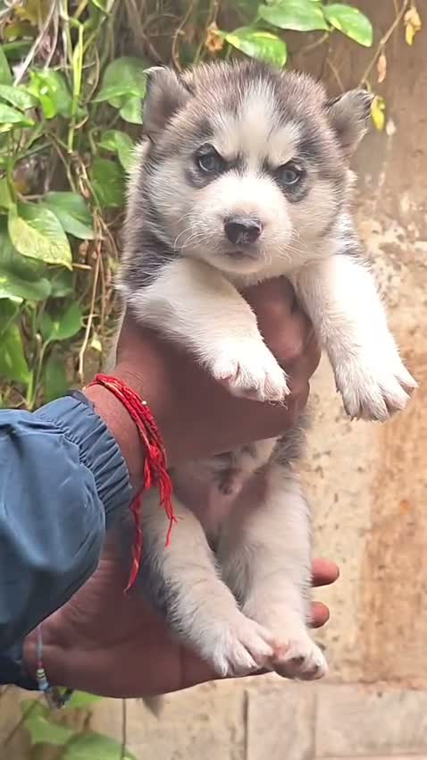 Siberian Husky Puppy | Black & White Color, farm video