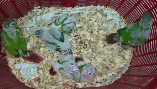 Cockatiel | Pied, farm video