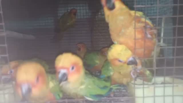 Small Cheek Conure, farm video