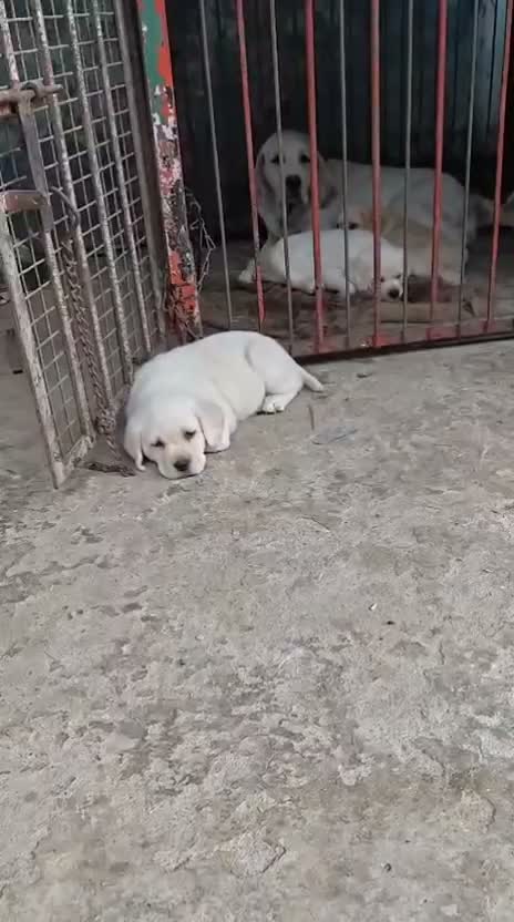 Beagle Black & Tan Puppy, farm video