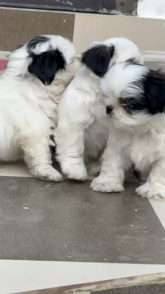 Shih Tzu | Black Color, farm video
