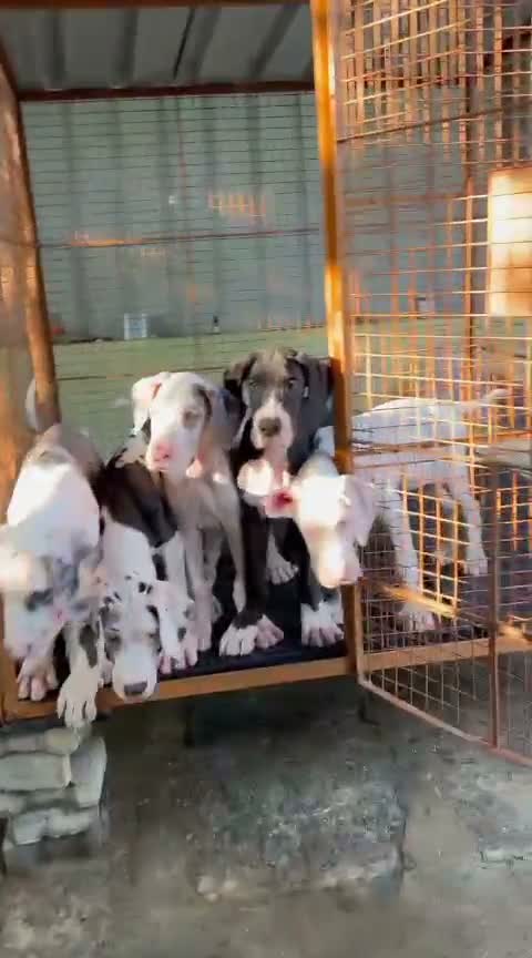 Dachshund Puppy, farm video