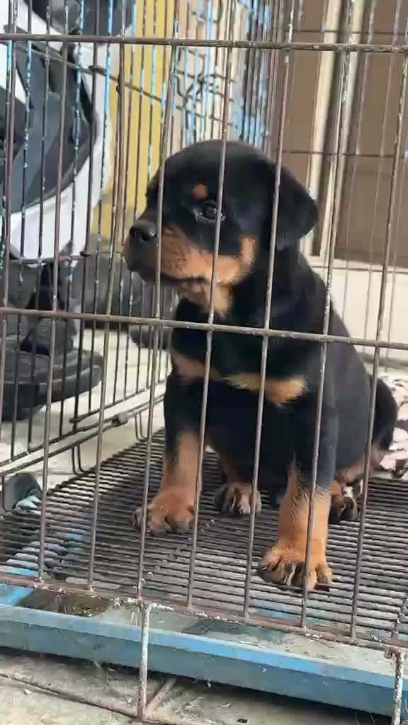 Rottweiler Puppy, farm video