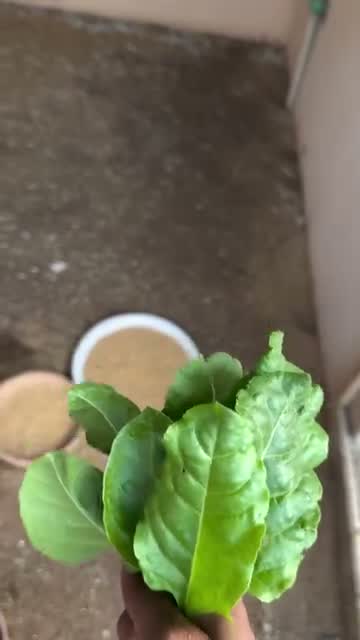 African Love Birds, farm video