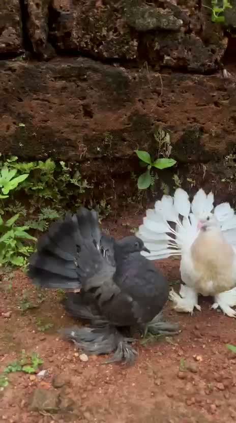 Jacobin Pigeon, farm video