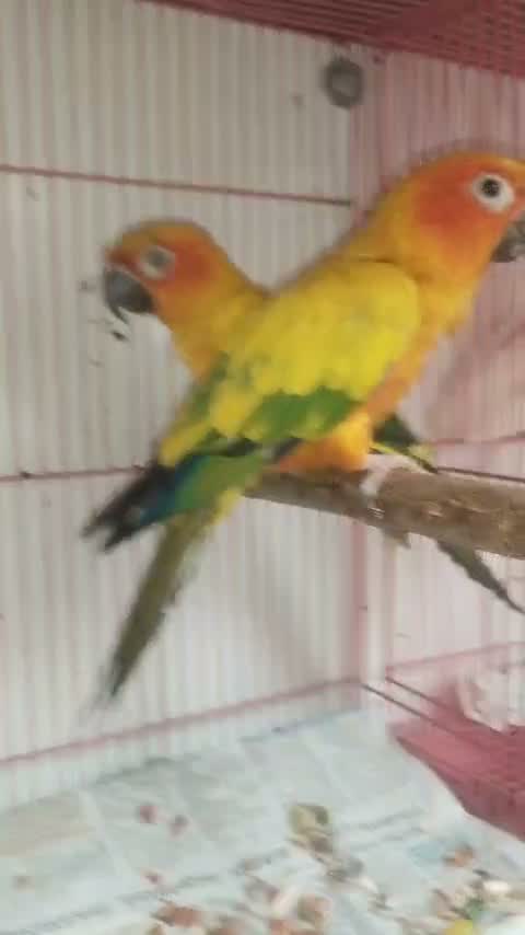 Small Cheek Conure, farm video