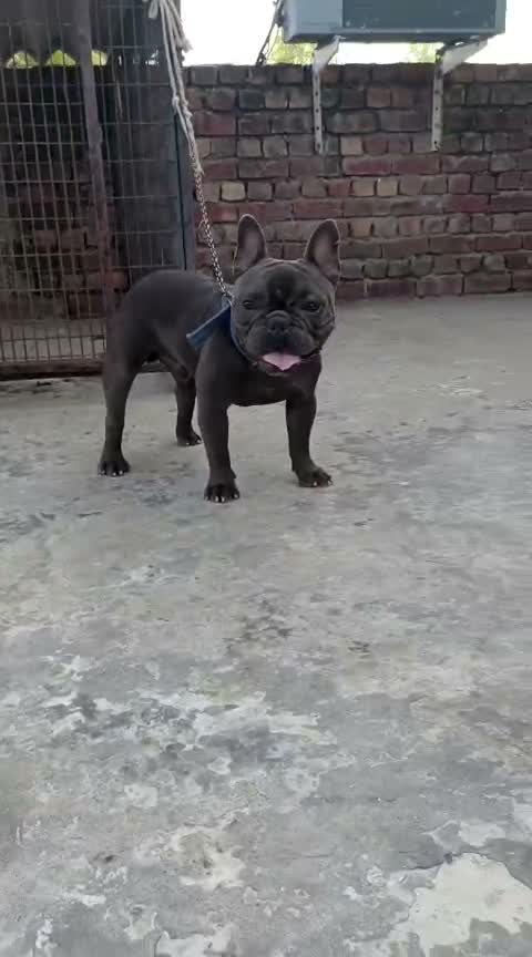 French Bulldog Puppy, farm video