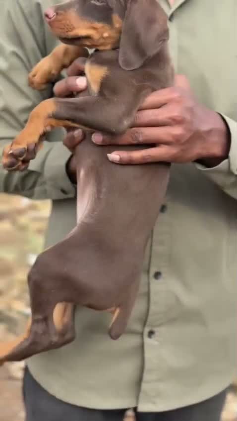 European Doberman Puppy, farm video