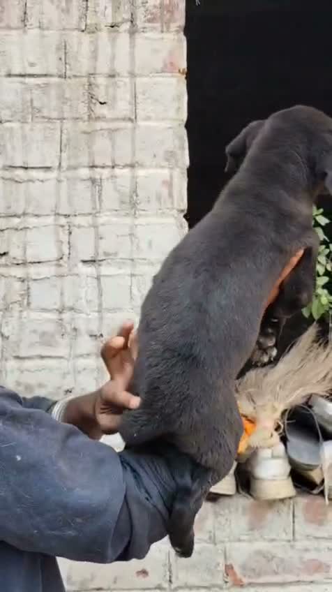 Dachshund Puppy, farm video