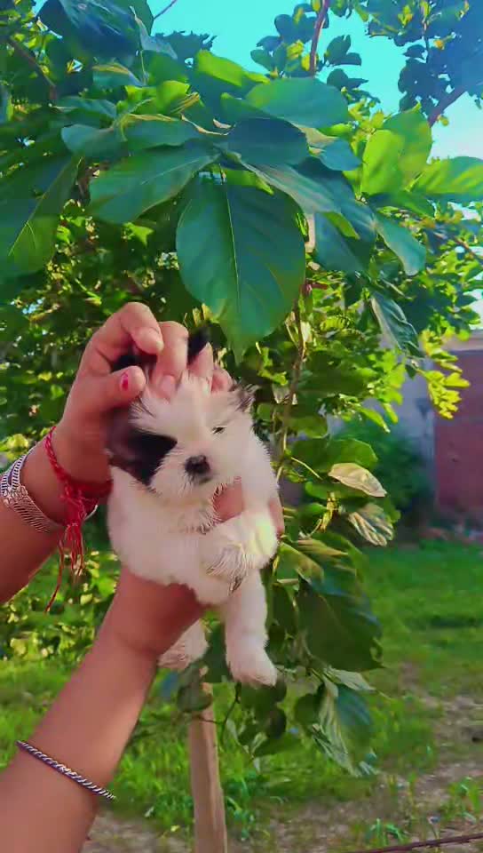 Dachshund Puppy | Brown & Tan, farm video