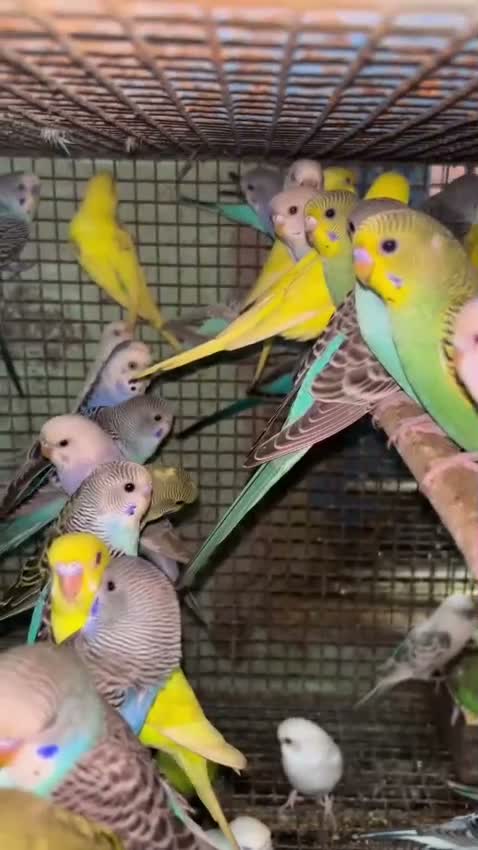 Budgies | Fallow, farm video