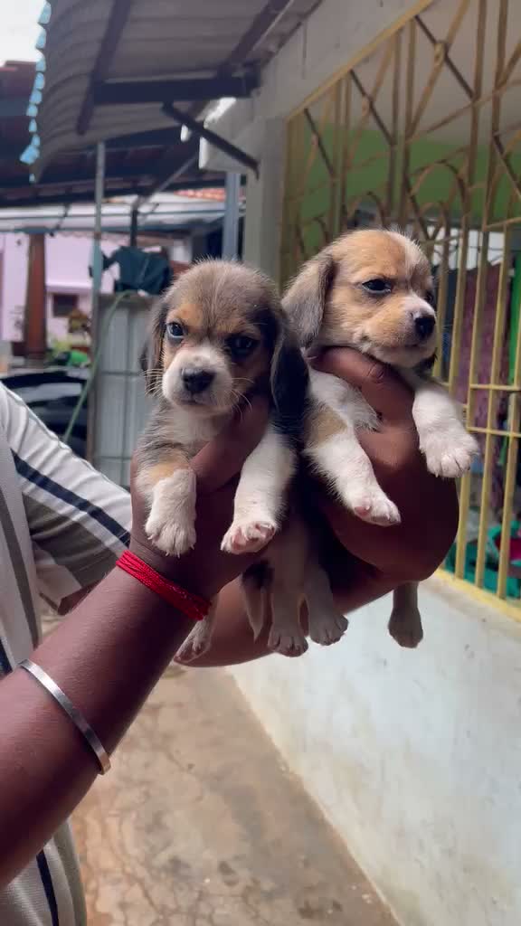 Beagle Black & Tan Puppy, farm video