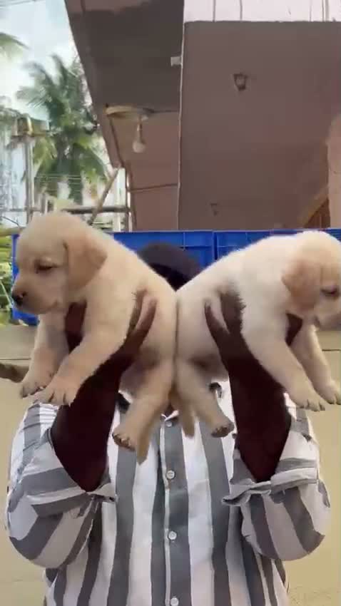 Beagle Black & Tan Puppy, farm video