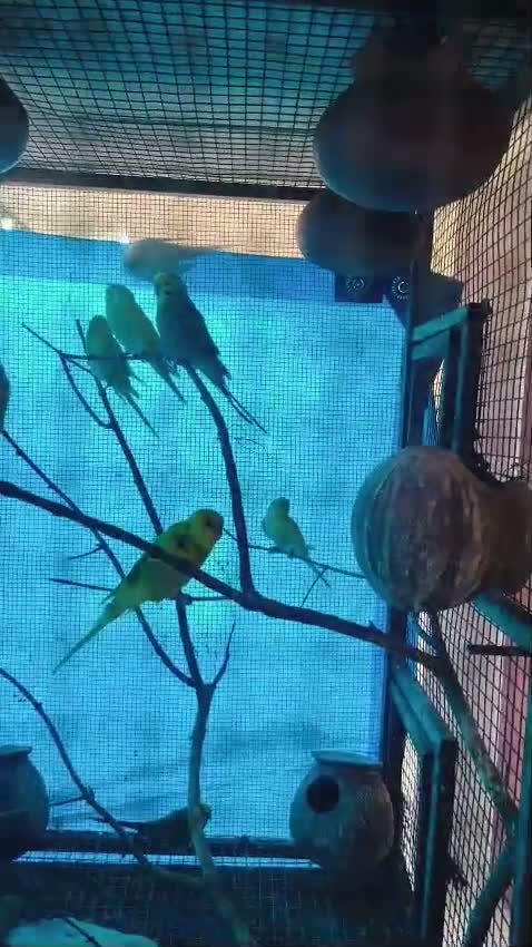 African Love Birds | Violet, farm video