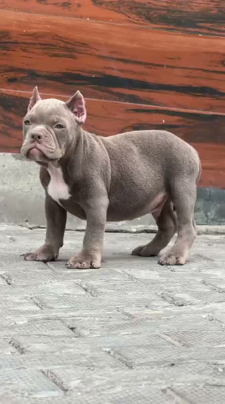 American Bully XXL Size Puppy, farm video