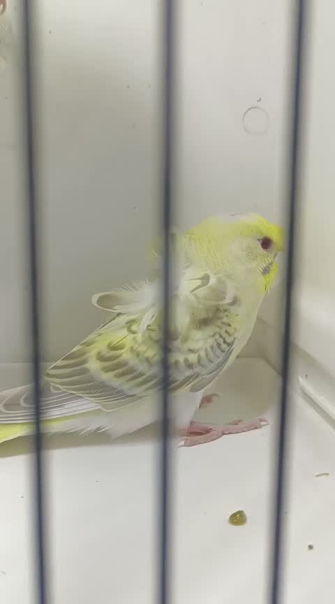 Hogoromo Budgies, farm video