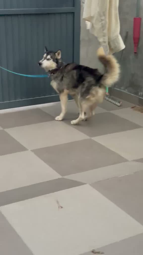 Siberian Husky Puppy | Black & White Color, farm video