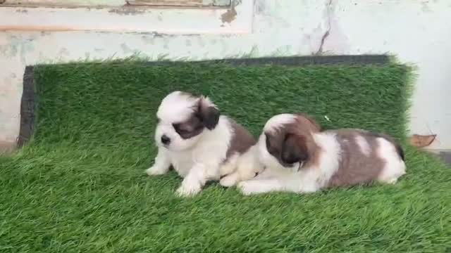Shih Tzu | Black Color, farm video