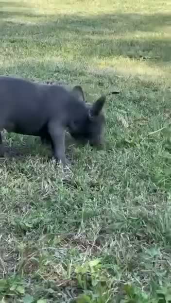French Bulldog Puppy, farm video