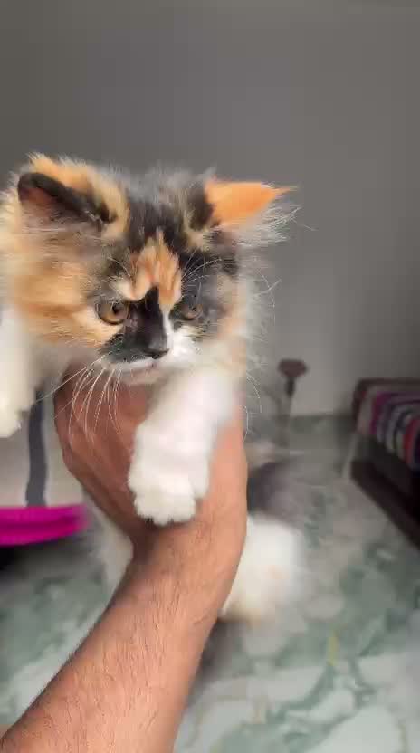 Persian, farm video