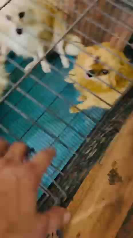 Culture Toy Pom Puppy, farm video
