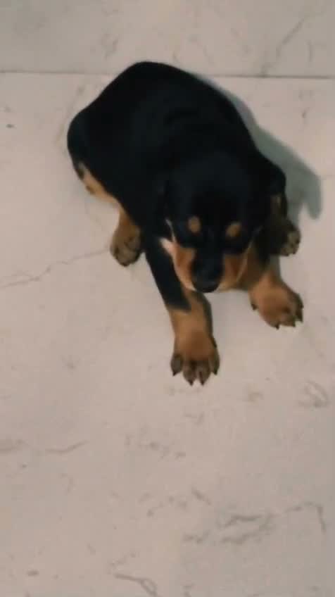 Doberman Pinscher Puppy, farm video