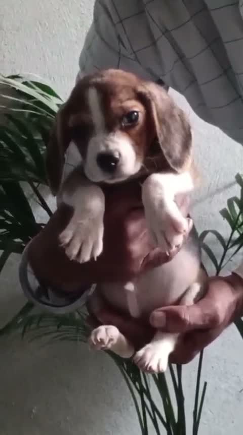 Shih Tzu | Black Color, farm video