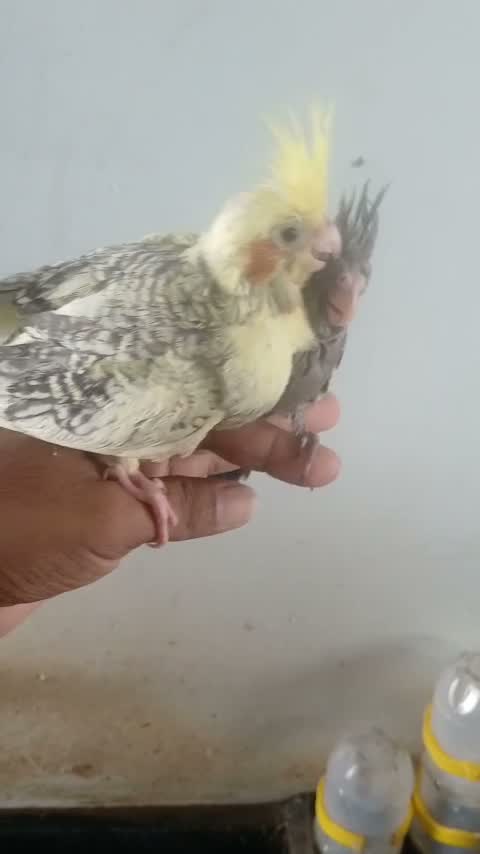 Cockatiel | Pied, farm video
