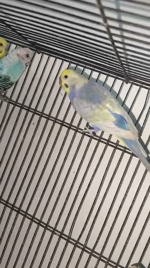 Budgies | Fallow, farm video